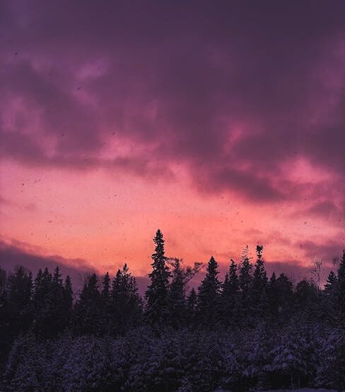 A breathtaking view of a twilight sky with vibrant hues over a forest of tall trees.